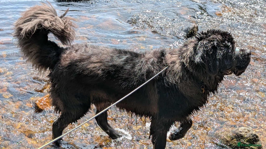 Mixed Breed dogs for sale: 🐾Loving Home Wanted – Newfoundland x St Bernard🐾 - Image 6