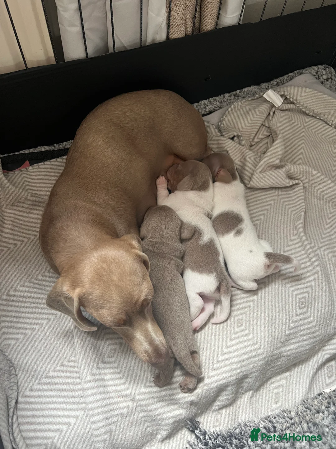 Miniature Dachshund dogs for stud: 🍦ALPHA mini cream Int/Int pied Smooth dachshund ! in Mexborough - Advert 16