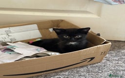 Mixed Breed cats for sale: Beautiful kittens ready for new home  - Image 9