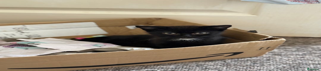 Black fur (white “tuxedo” collar)