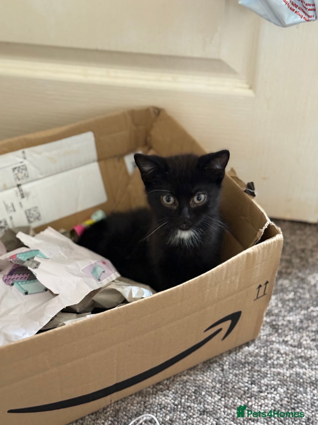 Mixed Breed cats for sale: Beautiful kittens ready for new home  - Image 9