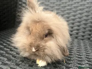 Mini Lion Lop rabbits Ready to go lionhead lops - Advert 3