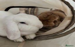Mixed Breed rabbits for sale: New Home for my sweet Snow and Maple - Image 3