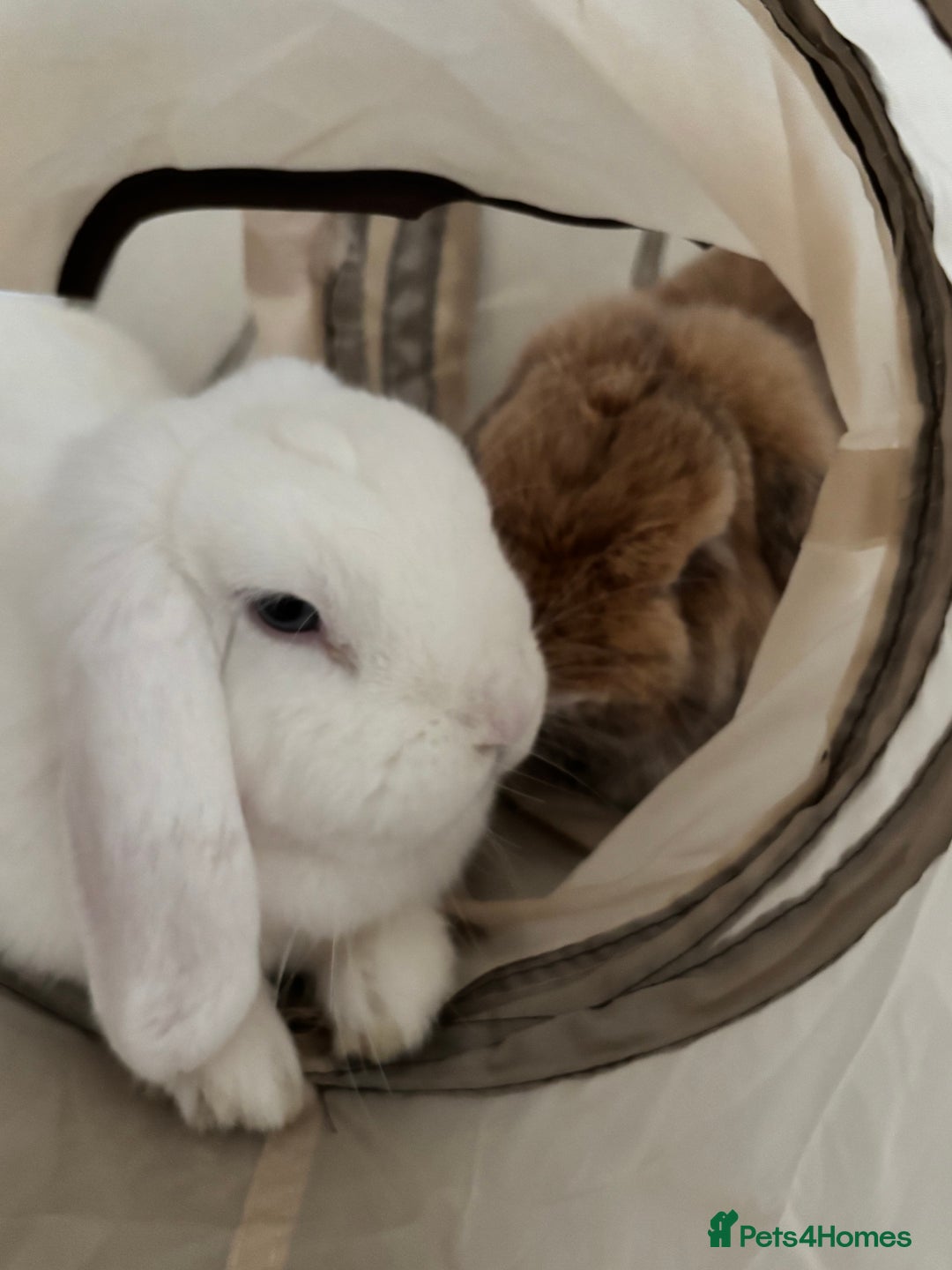 Mixed Breed rabbits for sale: New Home for my sweet Snow and Maple - Image 3