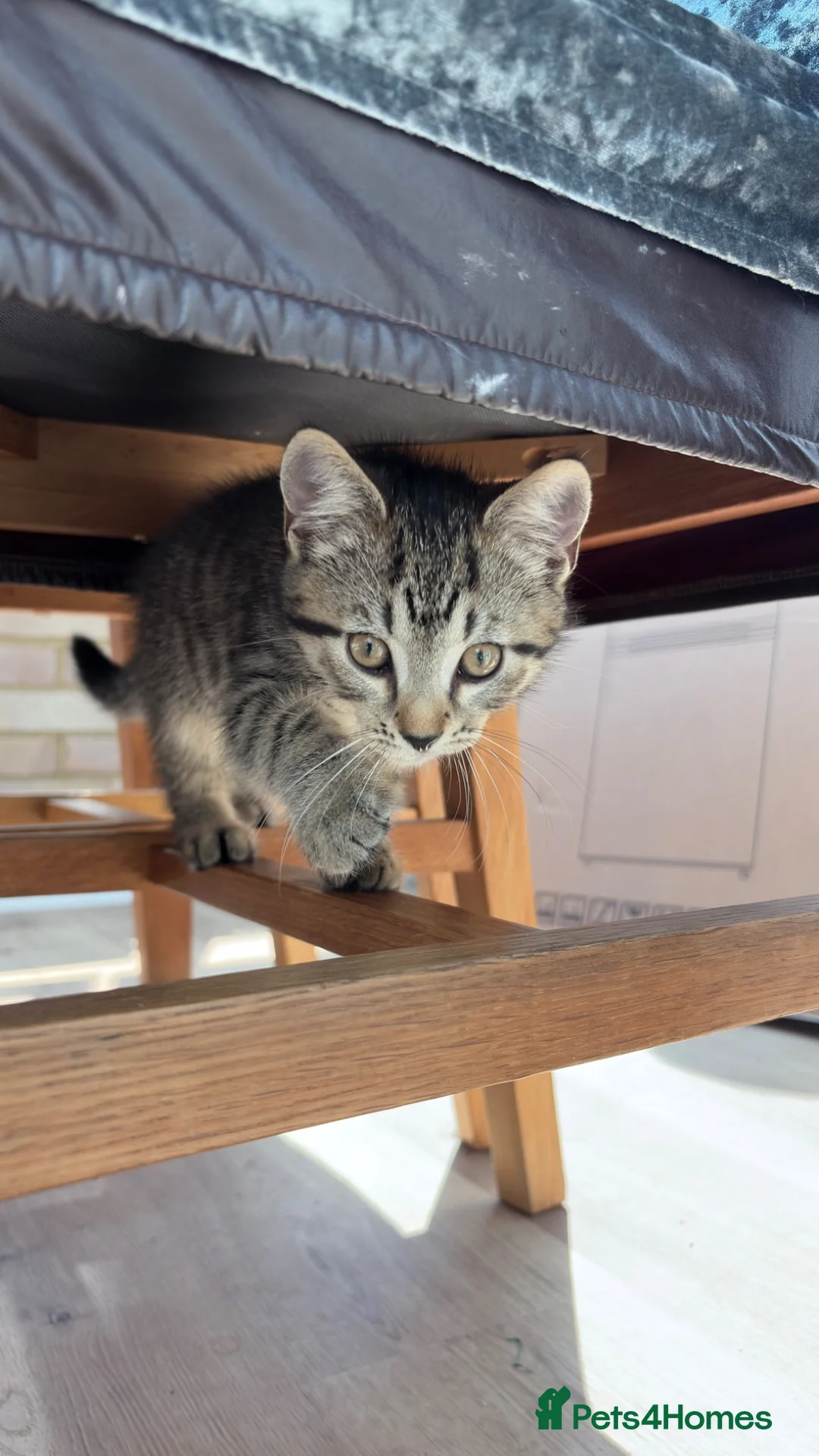 Mixed Breed cats for sale: Tabby boy kitten  - Advert 2