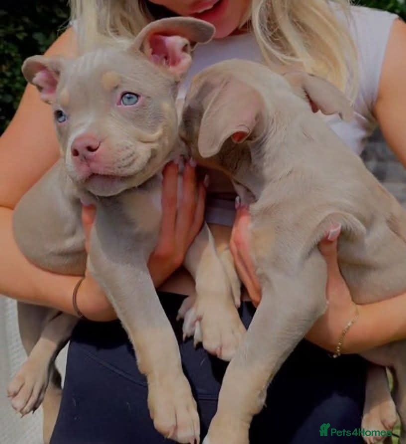 American Bully dogs for sale: ✨️💖American Bully (pocket) Puppies💖✨️ - Advert 8