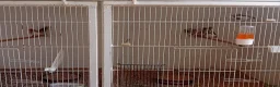 Finches birds for sale:  isabel zebra finches  - Advert 2