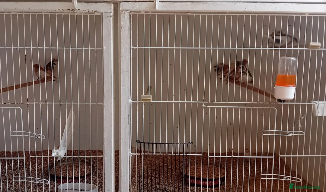Finches birds for sale:  isabel zebra finches  - Advert 2