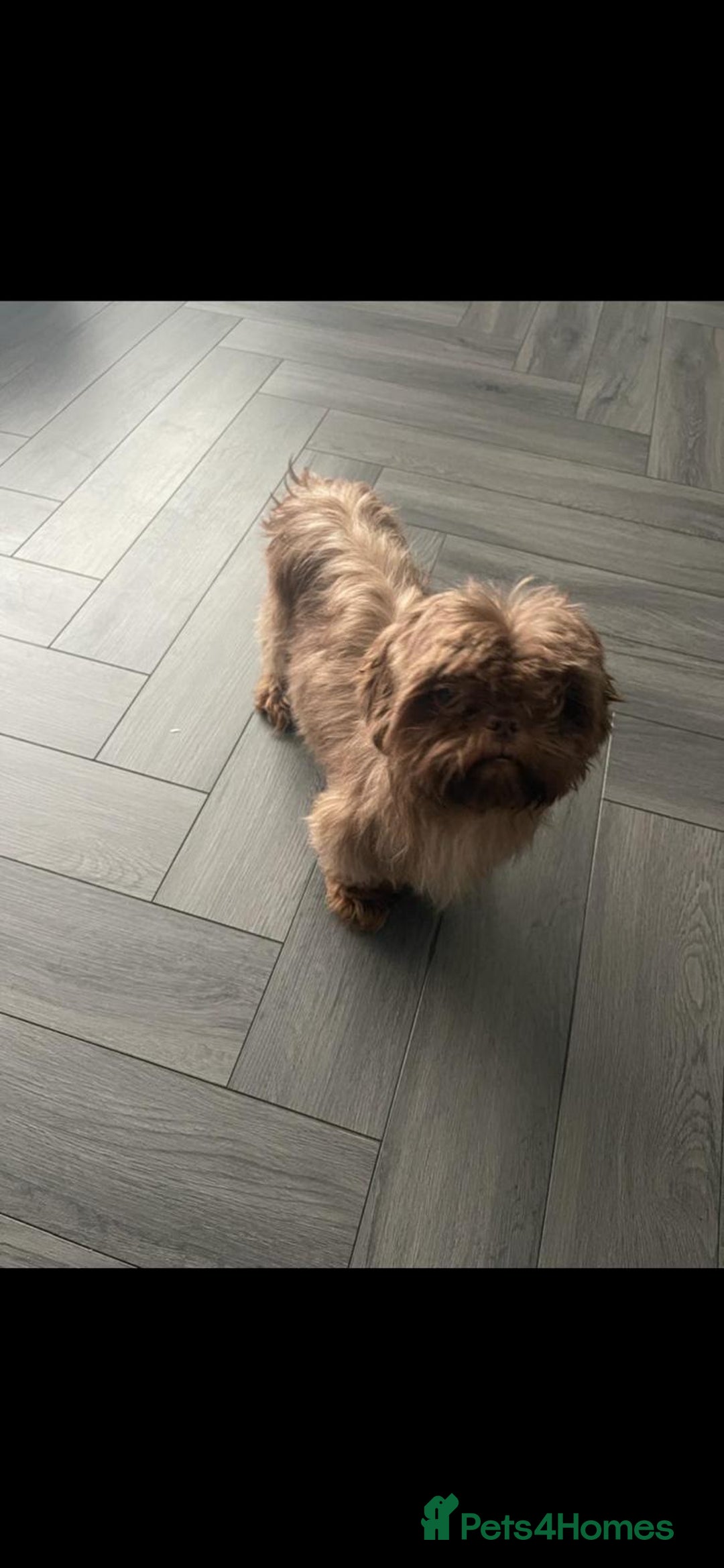 Shih Tzu dogs for sale: Imperial shih tzu pups  - Image 19