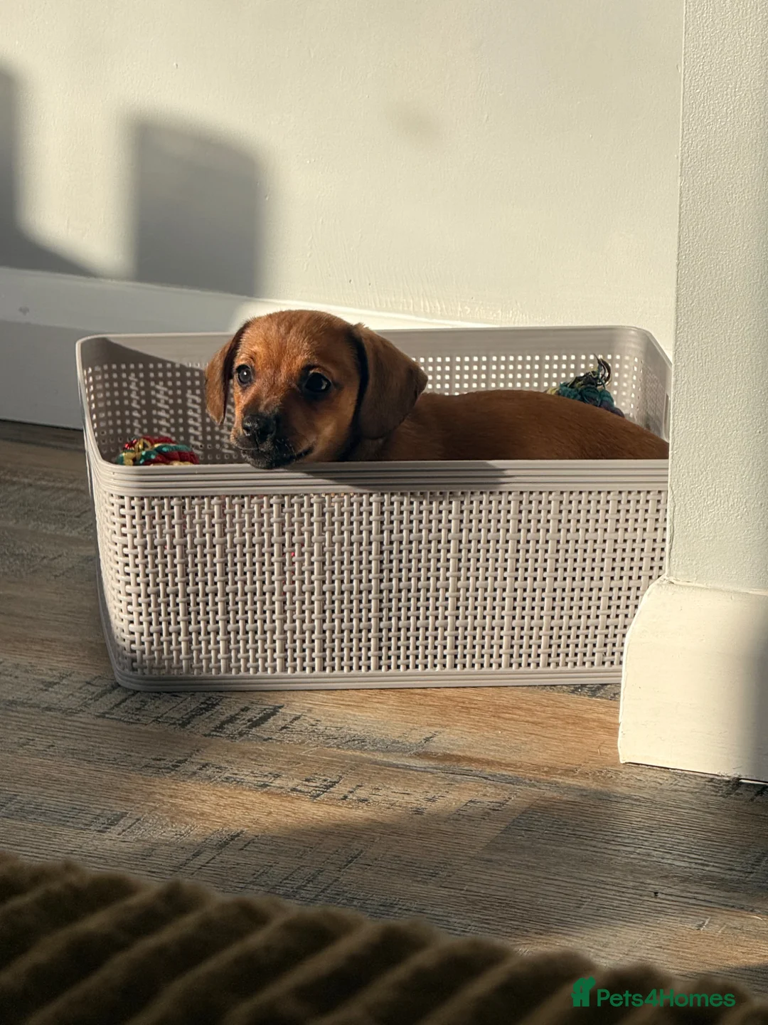 Jackshund dogs for sale: Gorgeous Jackshund boy - Advert 2