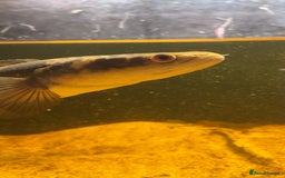 Other/Mixed Breed fish for sale: emperor snakehead for sale  - Image 2