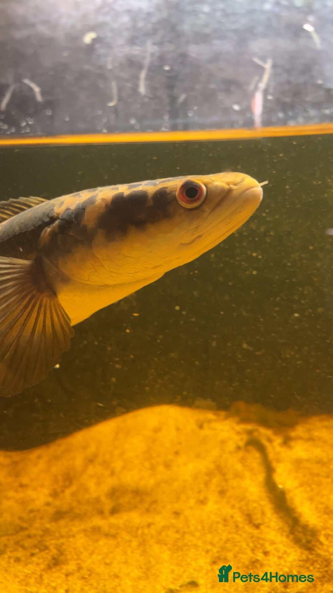 Other/Mixed Breed fish for sale: emperor snakehead for sale  - Image 2