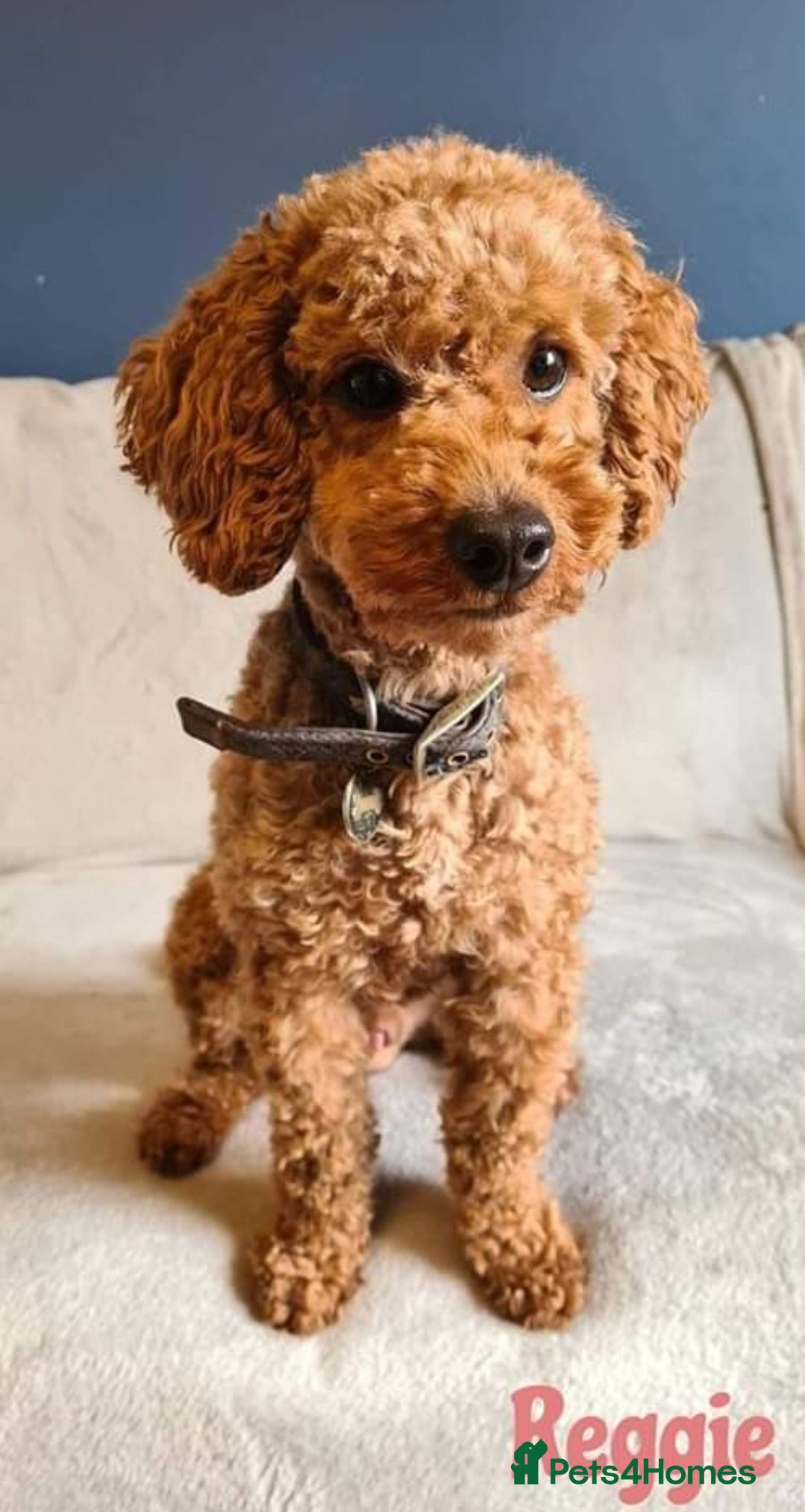 Cockapoo dogs Stunning Black cockapoo puppies  - Advert 2