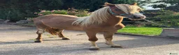 Welsh Section A horses for sale: Vouge / Blonde and Beautiful ! - Advert 4