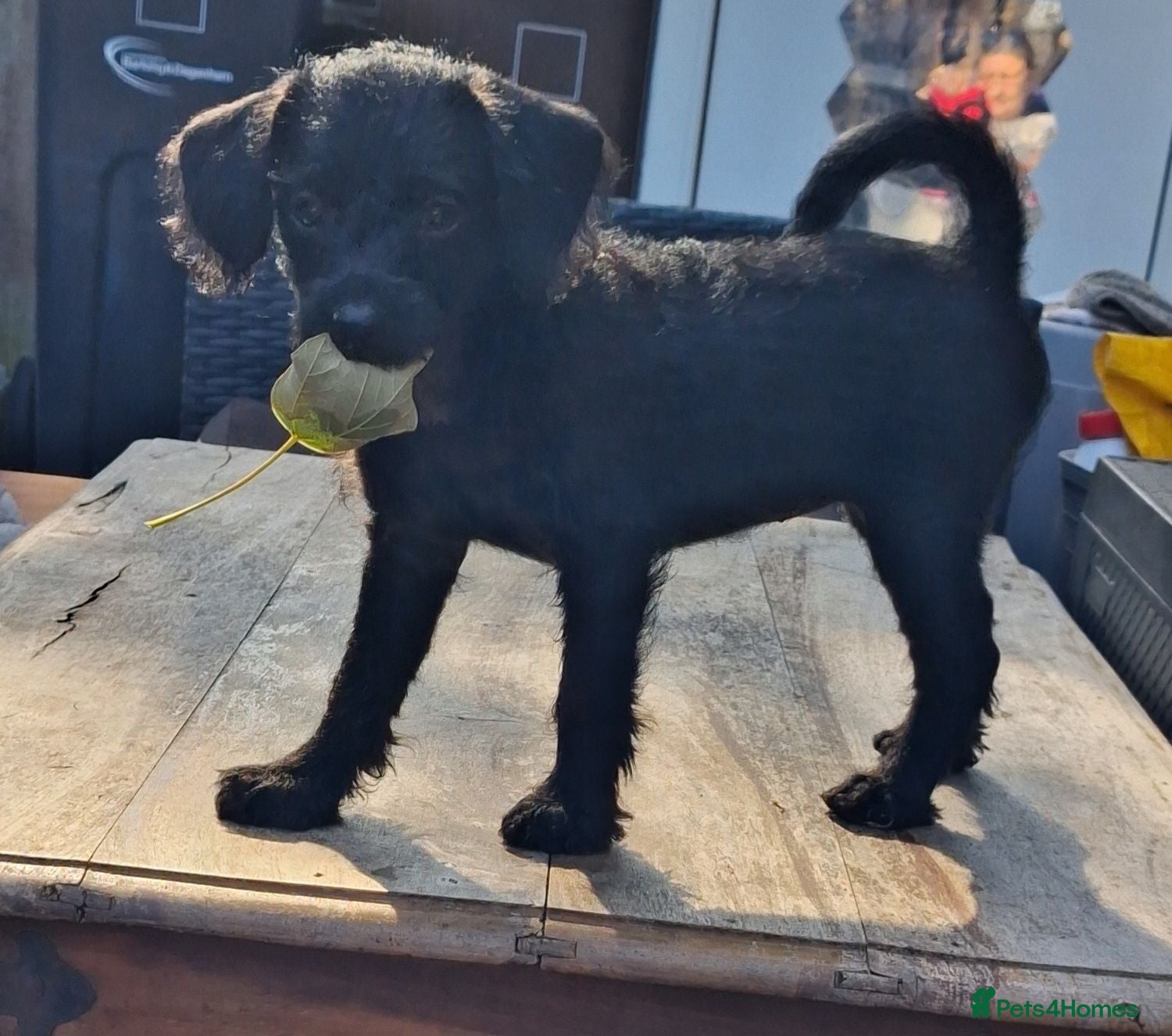Chipoo dogs READY TO LEAVE miniature poodle cross  - Advert 1