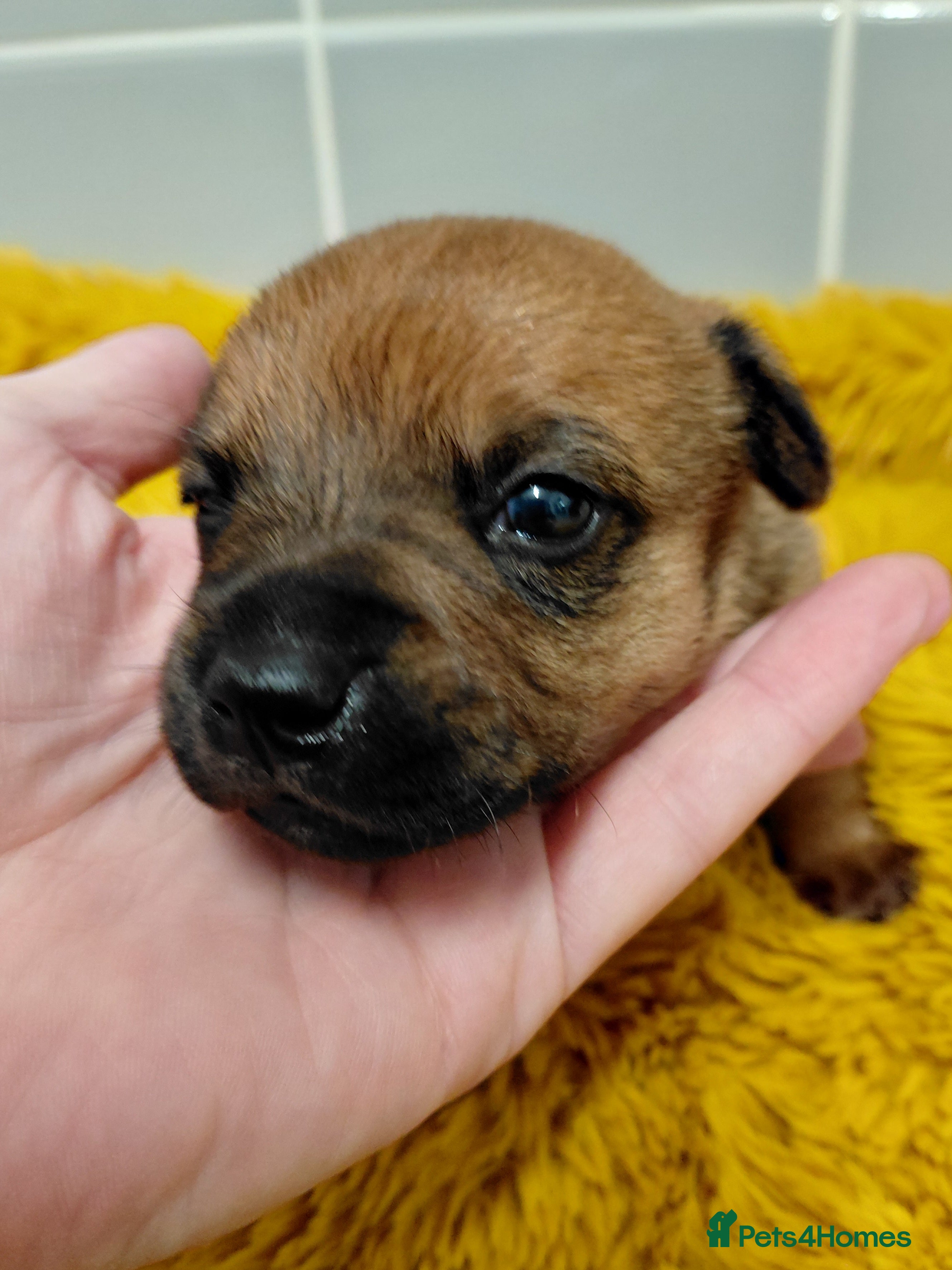 Jack Russell dogs Jack Russell Female  - Advert 4