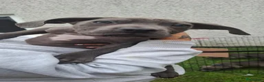 Cane Corso 2