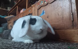 Mixed Breed rabbits for sale: Beautiful rabbit - Image 3