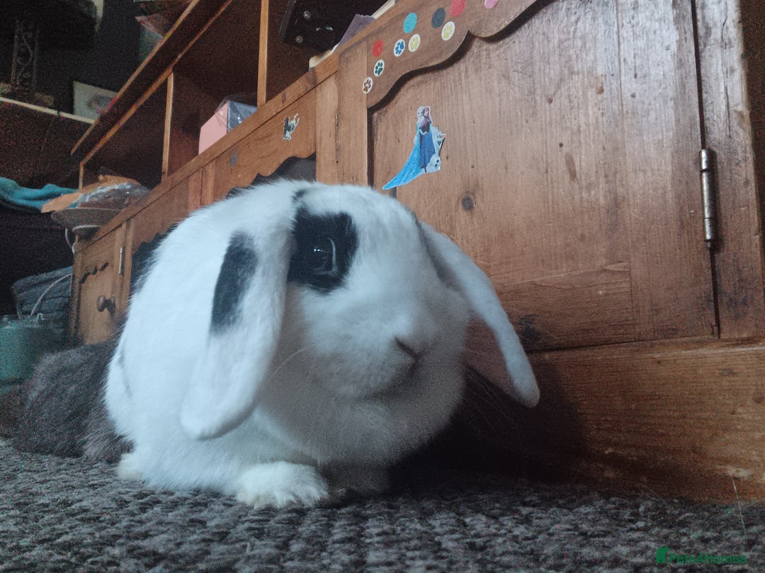 Mixed Breed rabbits for sale: Beautiful rabbit - Image 3