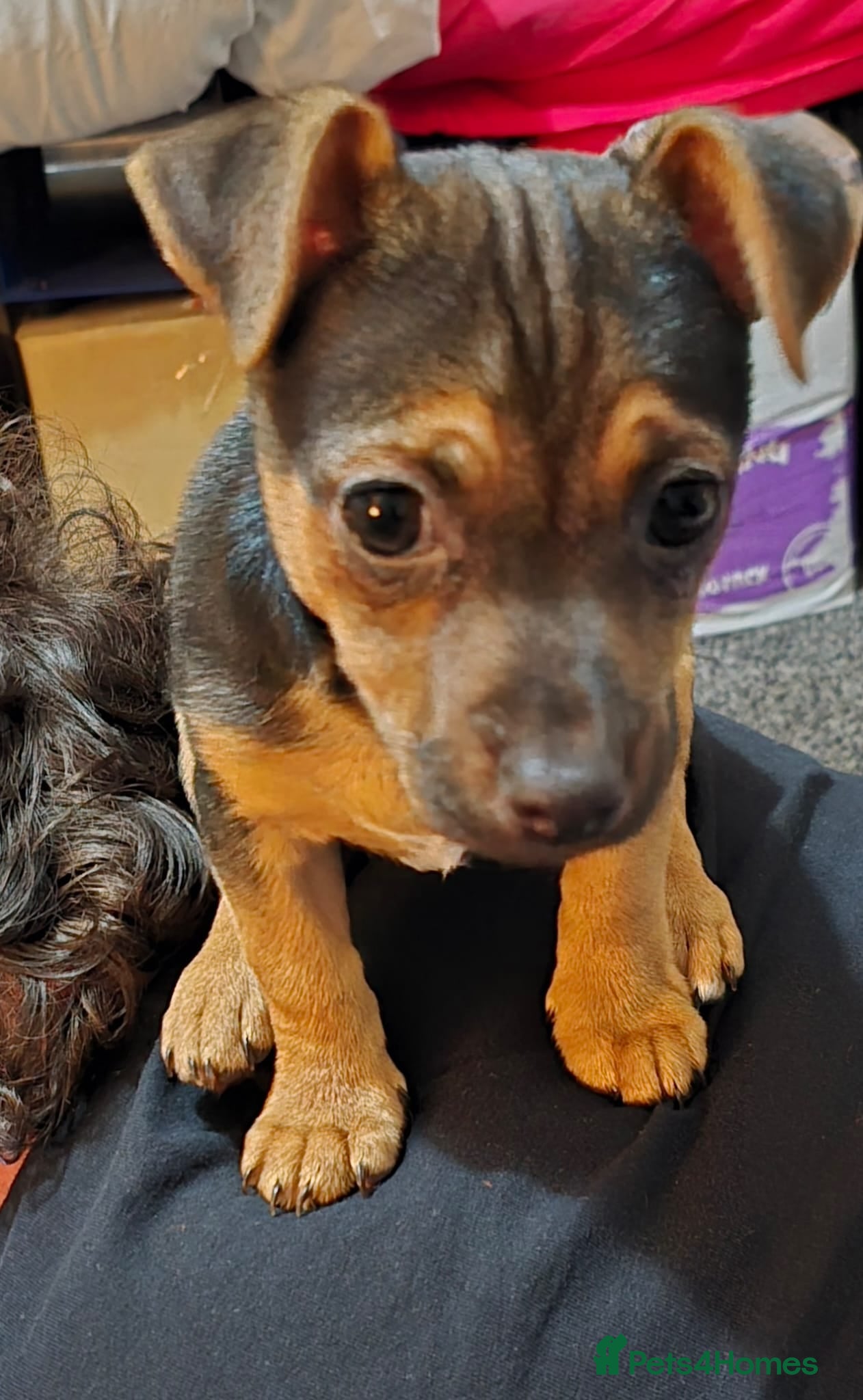 Jack Chi dogs Jackchi male £550 reduced for quick sale.  - Advert 1