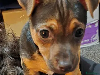 Jack Chi dogs Jackchi male £550 reduced for quick sale. - Advert 1