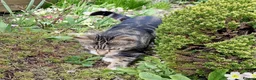 Mixed Breed cats for sale: Keetah – Energetic, Loving 1.5yr Small Female - Advert 9