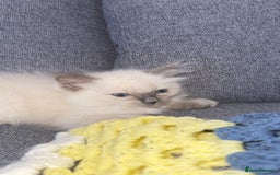 Ragdoll cats for sale: GCCF SEALPOINT RAGDOLL KITTENS - Image 4