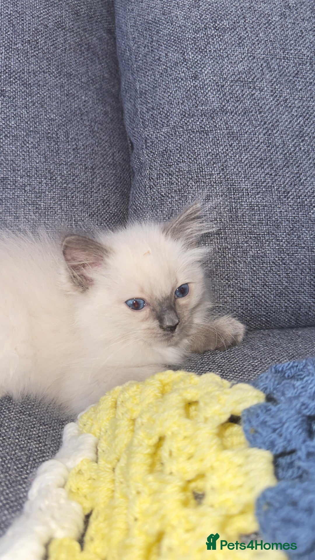 Ragdoll cats for sale: GCCF SEALPOINT RAGDOLL KITTENS - Image 4