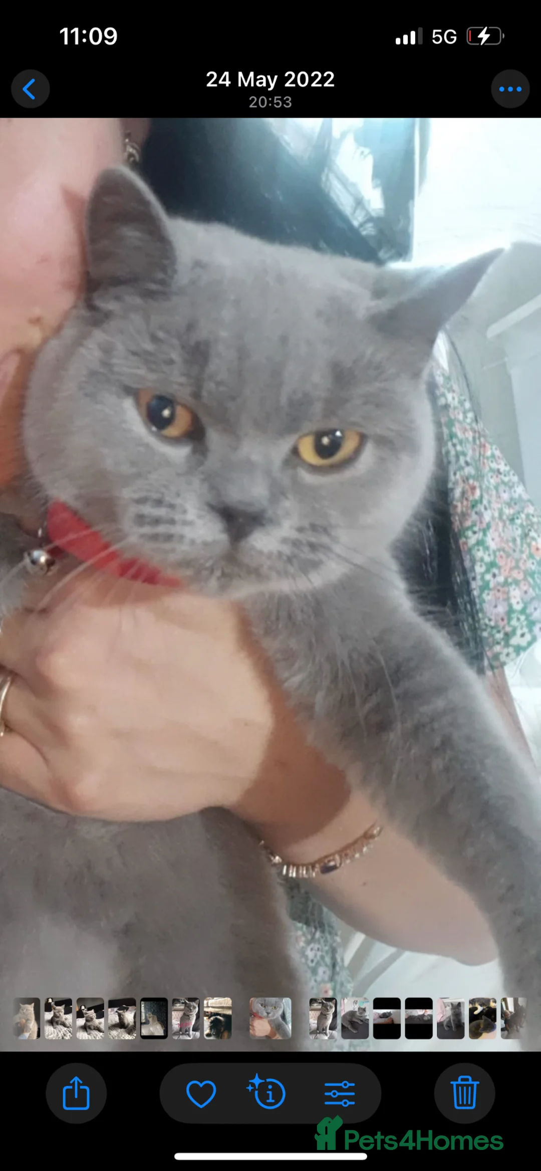 British Shorthair cats for sale: Blue British shorthair female 5 years old  - Advert 2