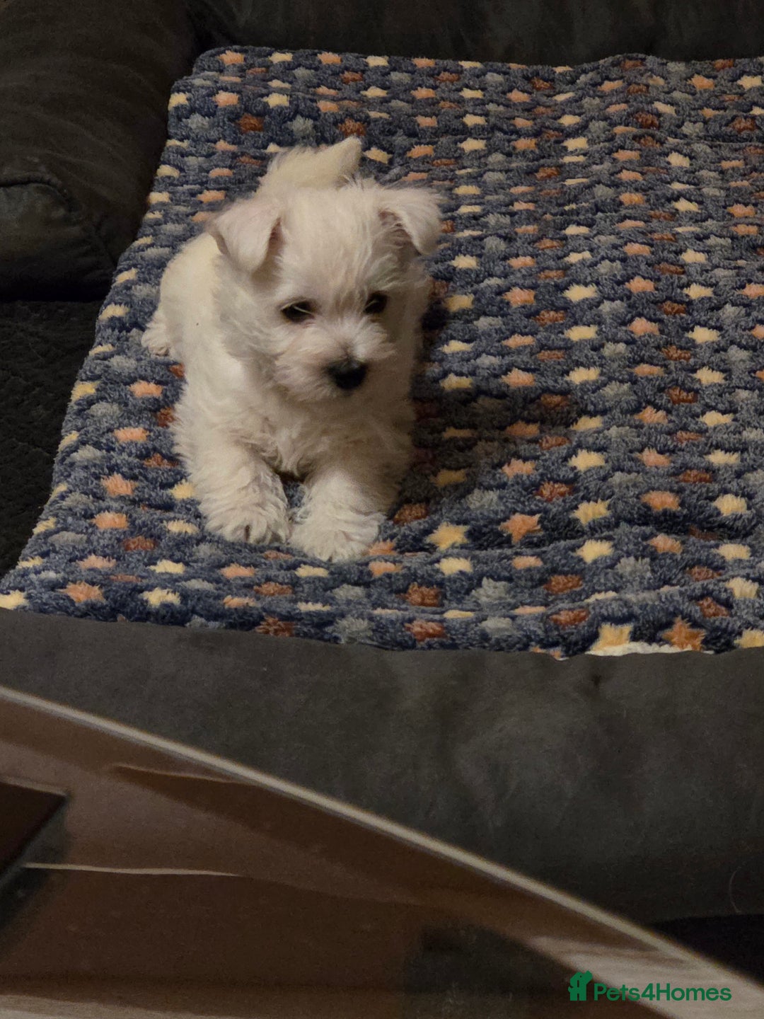 West Highland Terrier dogs for sale: Strong full of life and joy girls KC registered  - Advert 16