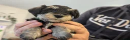 Miniature Schnauzer dogs for sale: Miniature schnauzer puppies  in Cowbridge - Advert 5