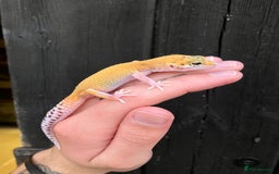 Leopard Gecko reptiles for sale: Baby Leopard Geckos in Downham Market - Image 6
