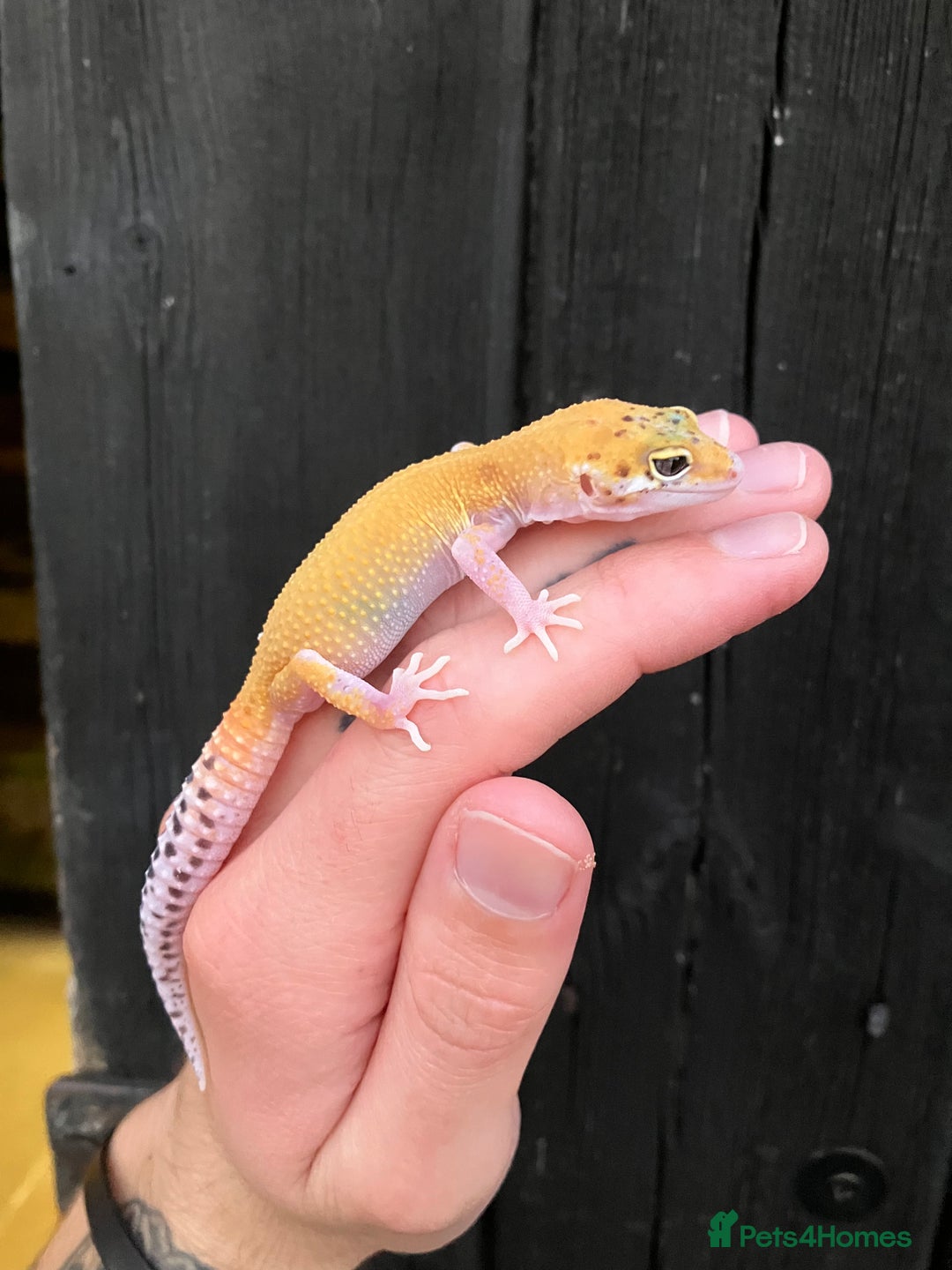 Leopard Gecko reptiles for sale: Baby Leopard Geckos in Downham Market - Image 6