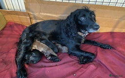 Cocker Spaniel dogs for sale: Cocker Spaniel Pups - Image 15