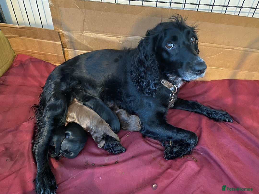 Cocker Spaniel dogs for sale: Cocker Spaniel Pups - Image 15