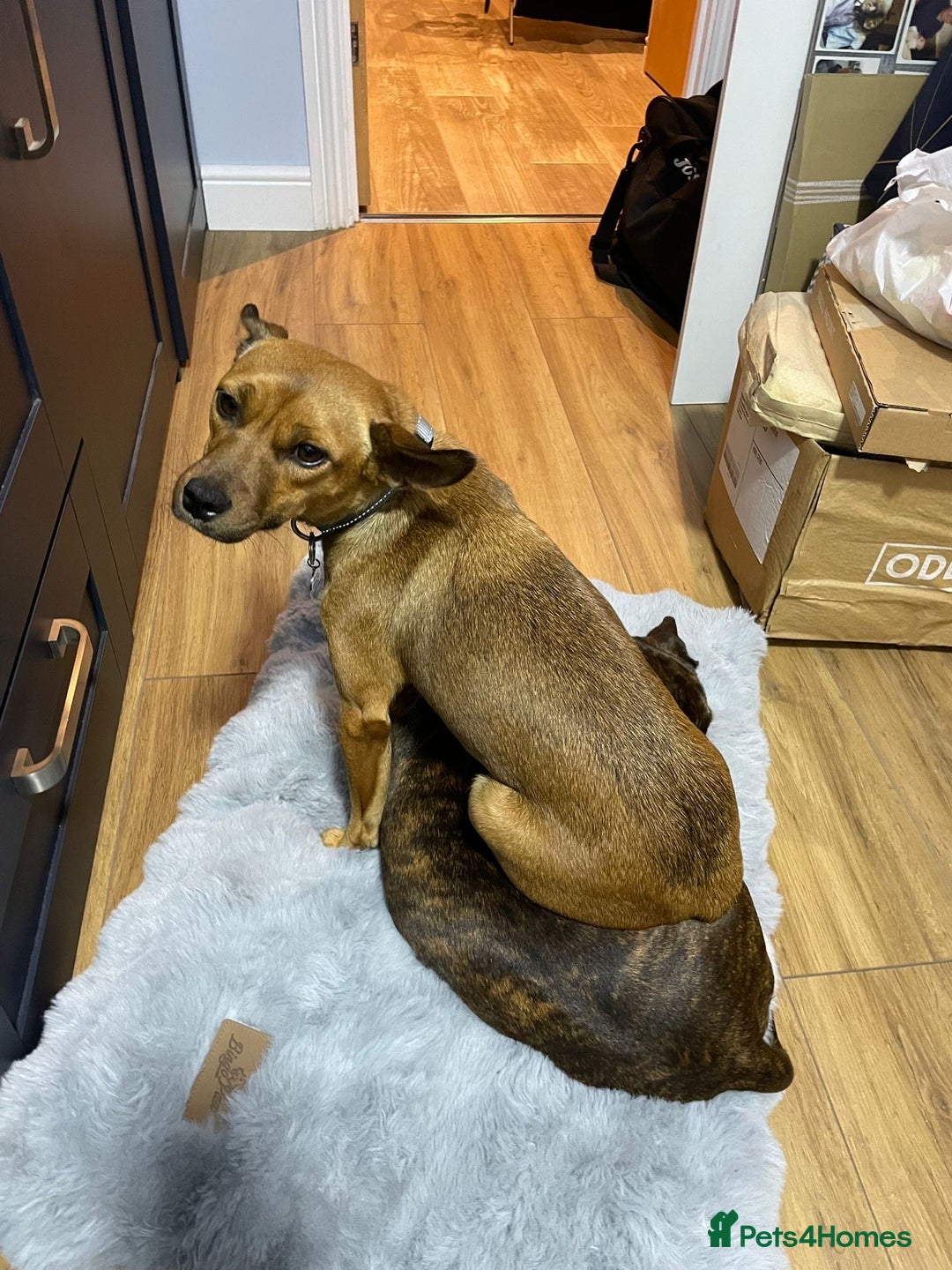 Mixed Breed dogs for adoption: Lovely little Masni wants her home - Advert 1