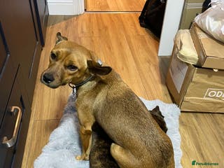 Mixed Breed dogs Lovely little Masni wants her home - Advert 3