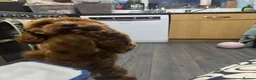 Mixed Breed dogs for sale: Rehoming 2 beautiful dogs  in London - Advert 29