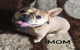 French Bulldog dogs for sale: Beautiful frenchie puppies  - Image 1