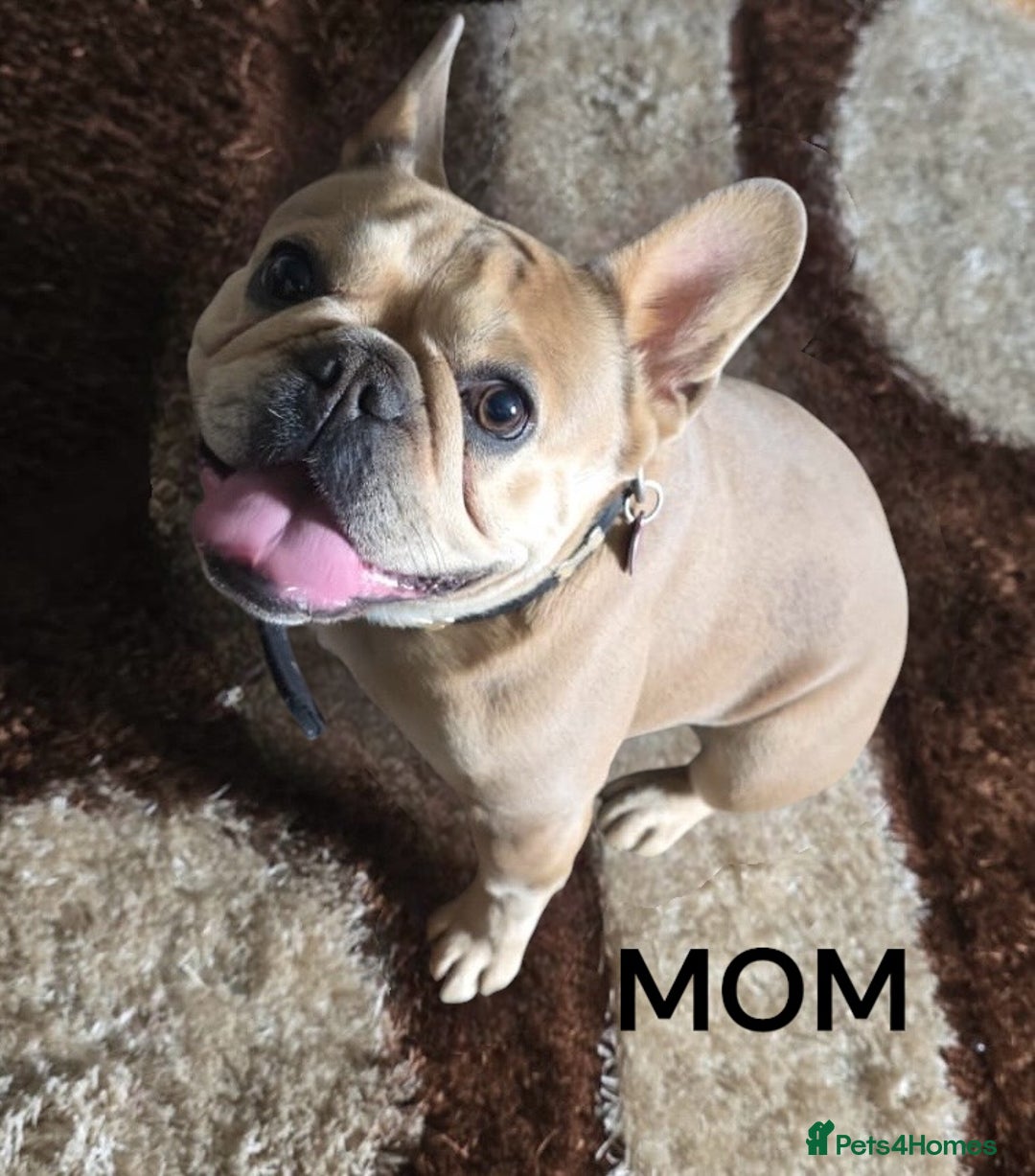 French Bulldog dogs for sale: Beautiful frenchie puppies  - Image 1