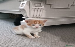 European cats for sale: Lovely kittens 😸 ****** 🏡  - Image 2