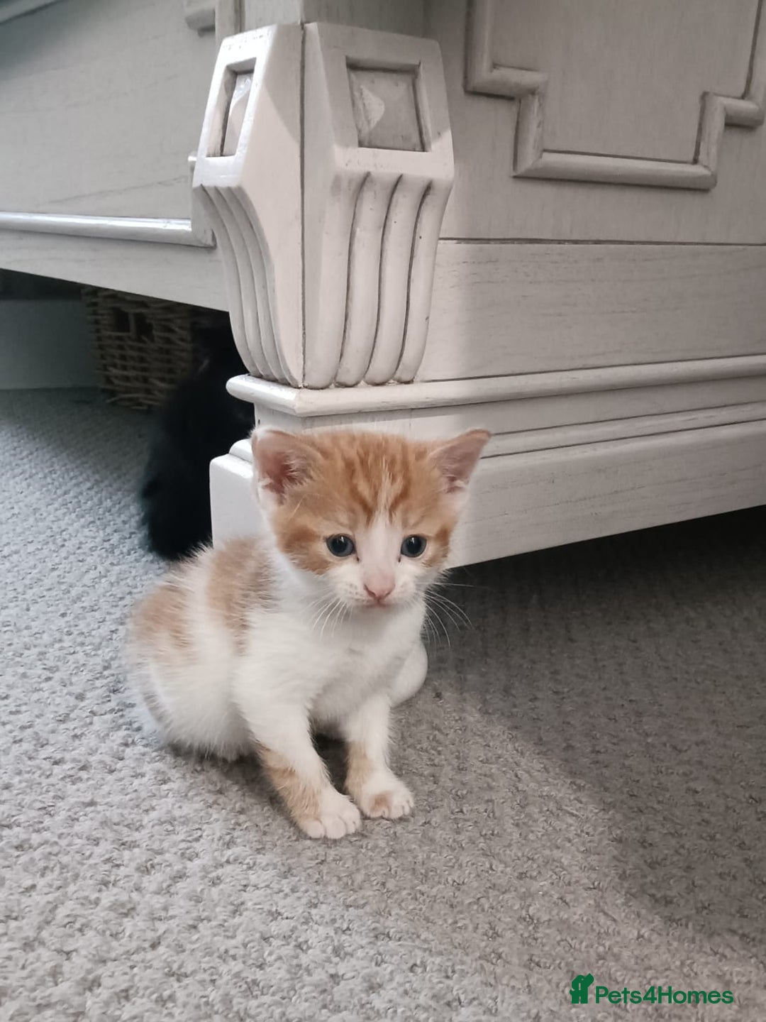 European cats for sale: Lovely kittens 😸 ****** 🏡  - Image 2