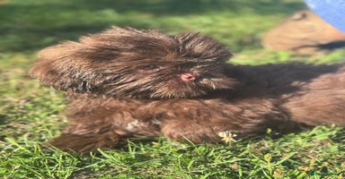 Shih Tzu dogs in Telford - Advert 9