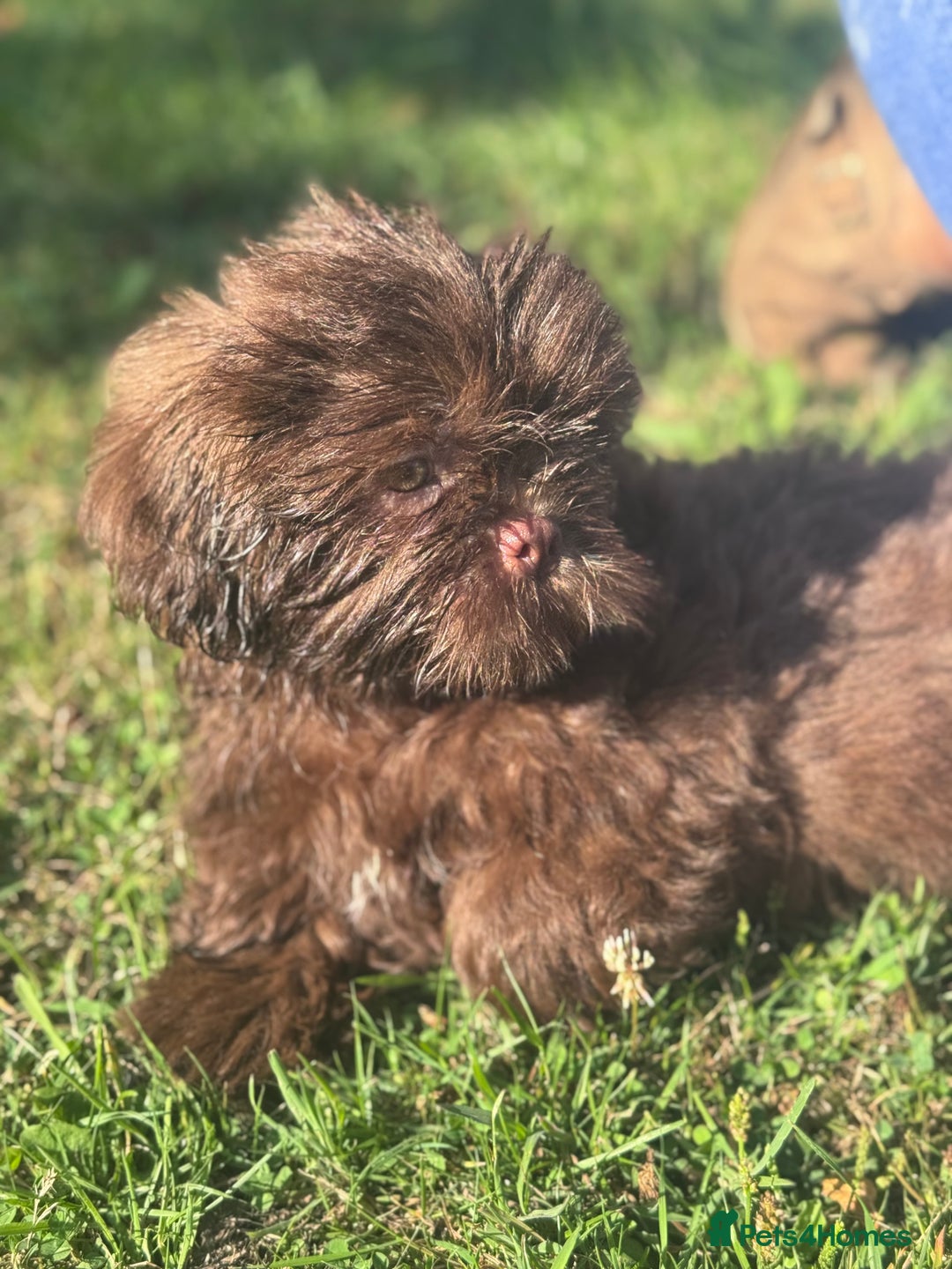 Shih Tzu dogs for sale: Shihtzus chocolates 5* pups  in Telford - Image 3