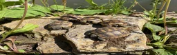 Tortoise reptiles for sale: Spur-Thigh Tortoise (Testudo Graeca) - Advert 3