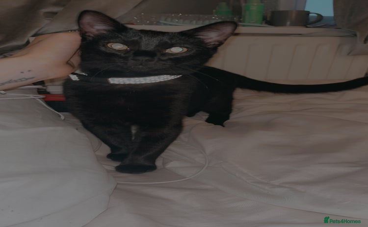 Bombay cats - Advert 1