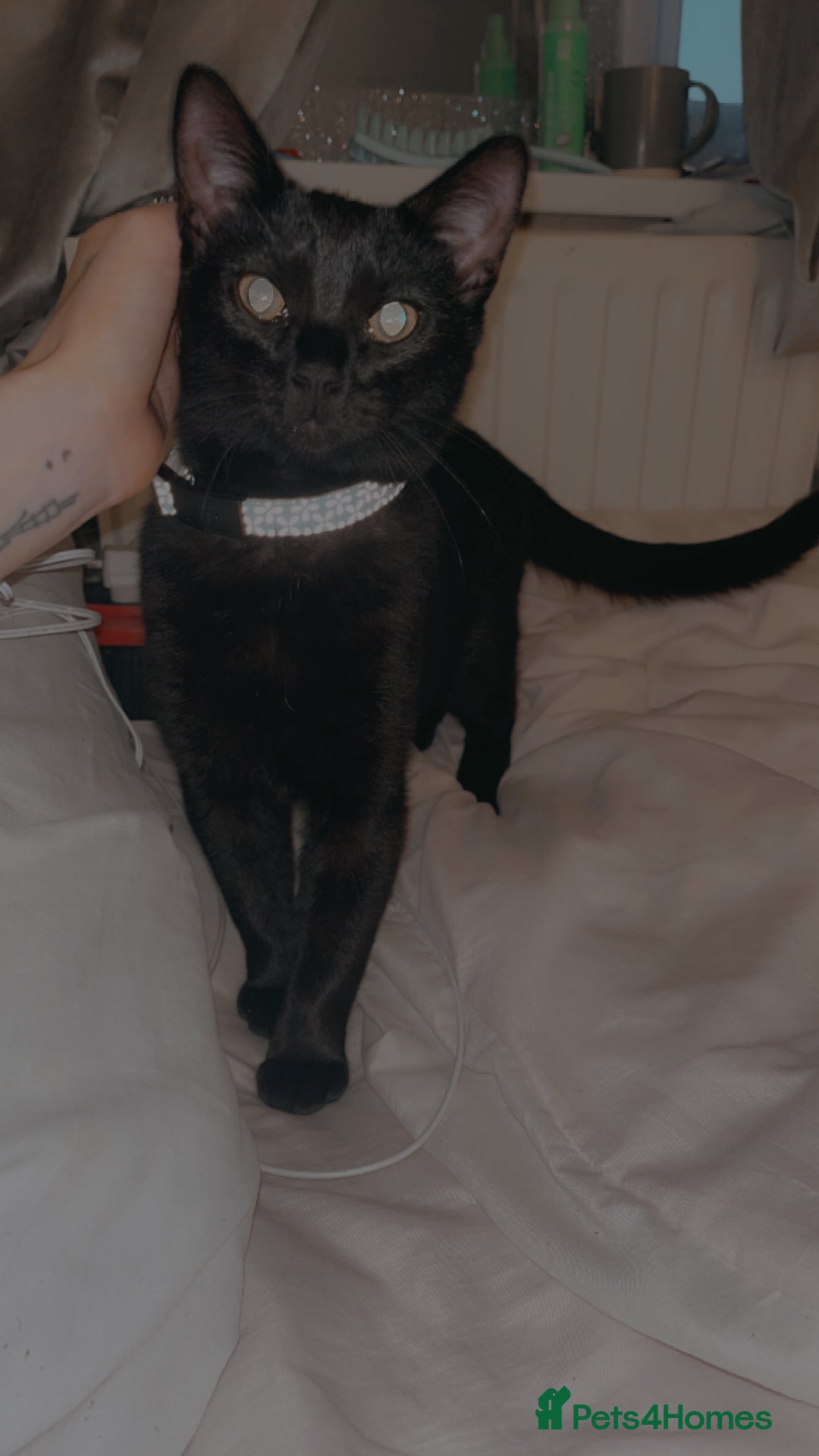 Bombay cats for sale: Black cat - Image 1