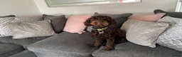 Cockapoo dogs for sale: Charlie the cockerpoo in Wigan - Advert 2