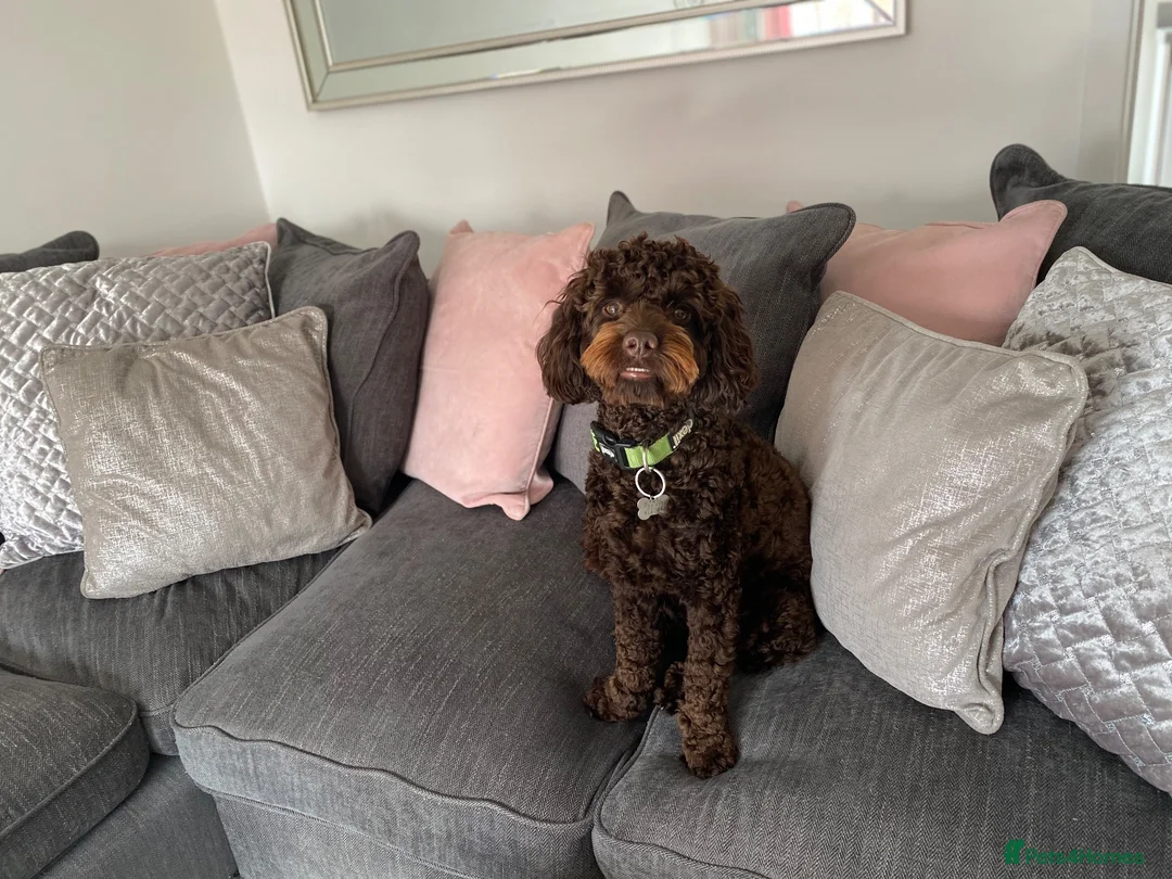 Cockapoo dogs for sale: Charlie the cockerpoo in Wigan - Advert 2