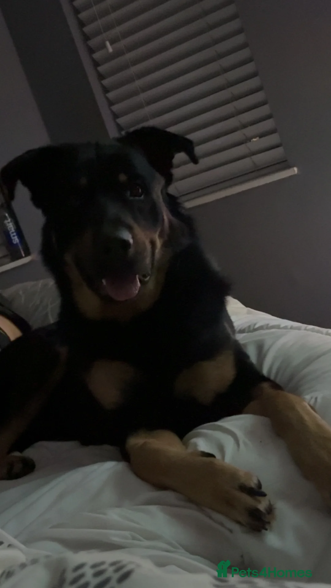 Sheprador dogs for sale: German shepherd cross lab  - Advert 2